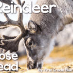 Reindeer Close Read
