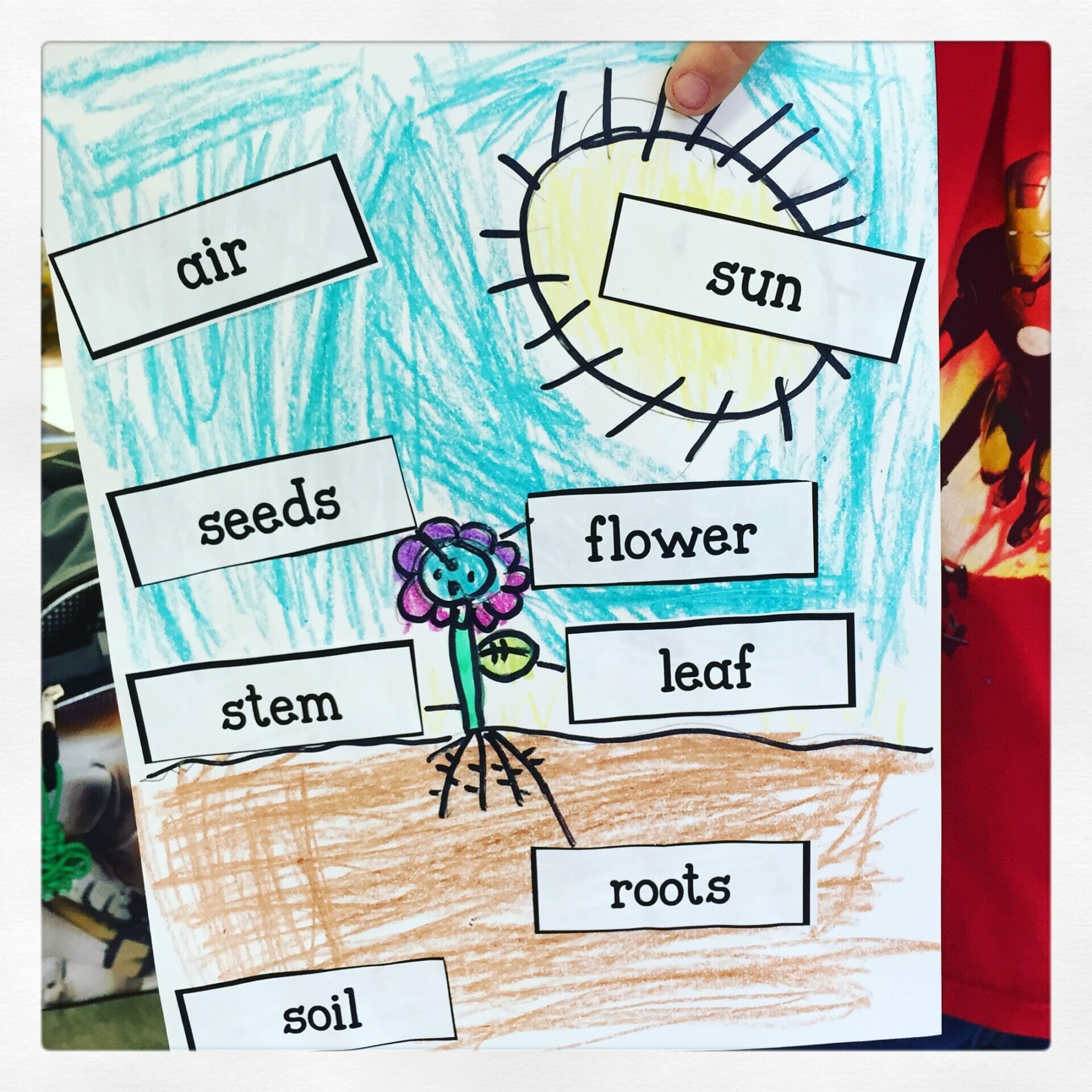 Pin this image to save this labeled diagram of a plant | Parts of a plant,  Plants anchor charts, 2nd grade math worksheets